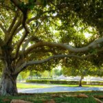 Al Khor Visiting Guide: Things to do, Local Vibes, and More