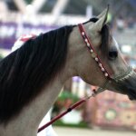 Top 15 Things To Do in Al Rayyan City in 2026